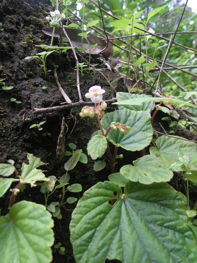 Begonia sinuata, photographed by Oleg Kosterin