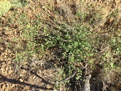 Brickellia coulteri, photographed by CK2AZ