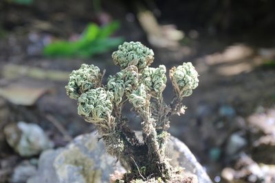 Selaginella tamariscina, photographed by Henry Calilung