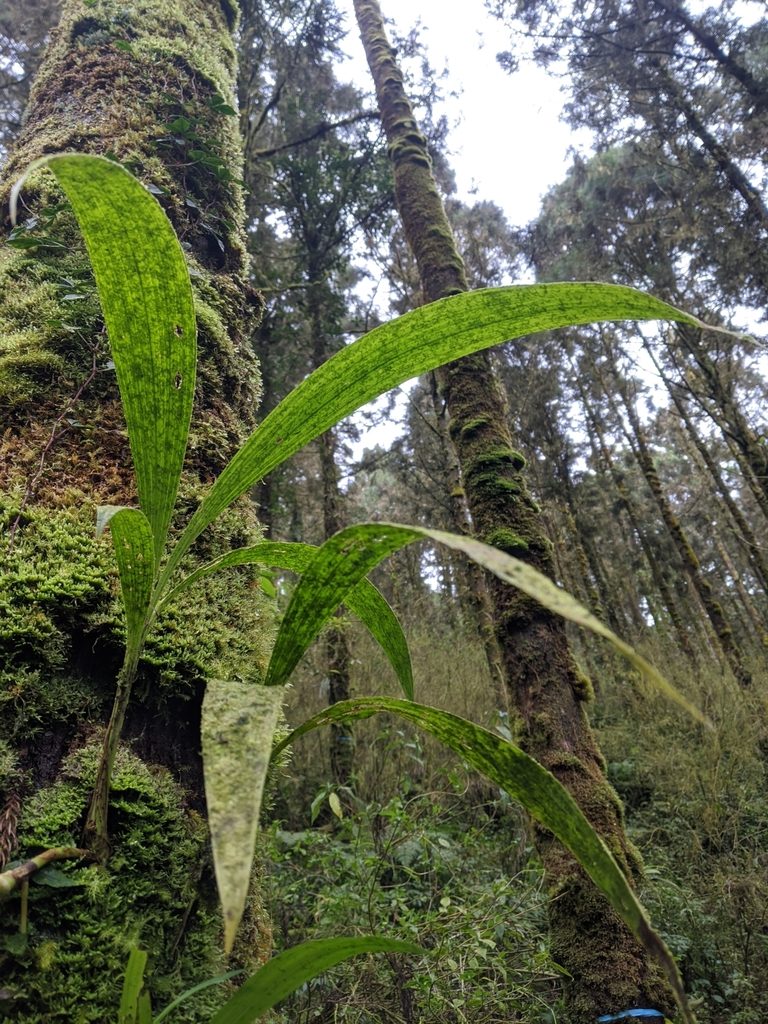 Calanthe densiflora, photographed by Cheng-Te Hsu