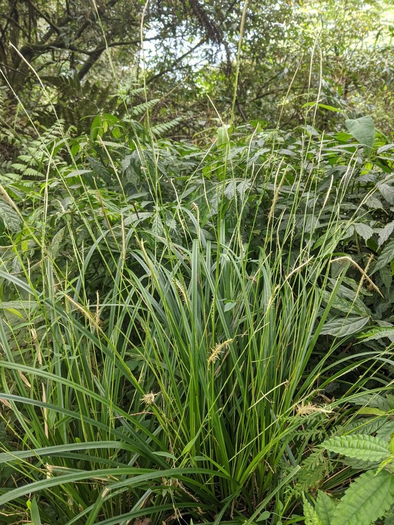 Carex dolichostachya, photographed by Cheng-Te Hsu