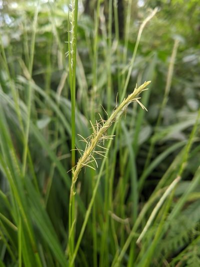 Carex dolichostachya, photographed by Cheng-Te Hsu