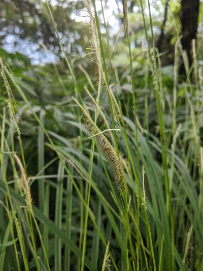 Carex dolichostachya, photographed by Cheng-Te Hsu