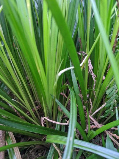 Carex dolichostachya, photographed by Cheng-Te Hsu