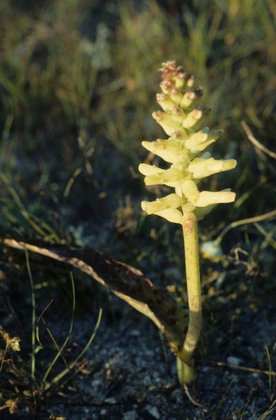Lachenalia capensis, photographed by Tom Lloyd Evans