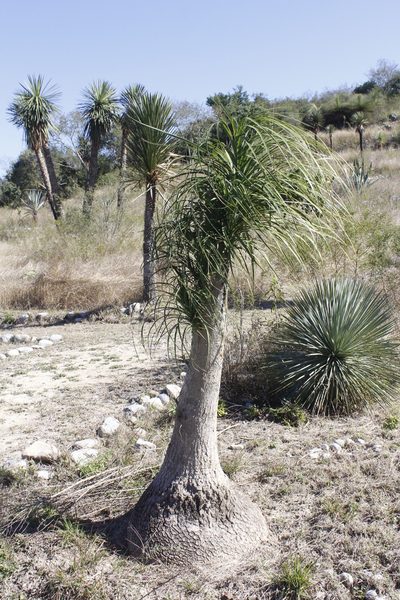 Beaucarnea recurvata, photographed by Juan Cruzado Cortés