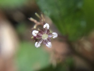 Elatostema radicans, photographed by 黃美滿