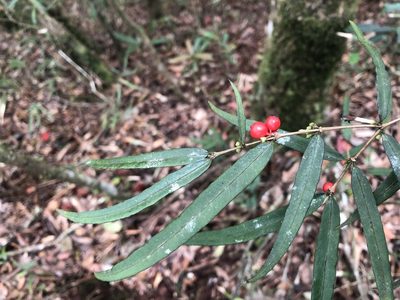 Damnacanthus angustifolius, photographed by 黃美滿