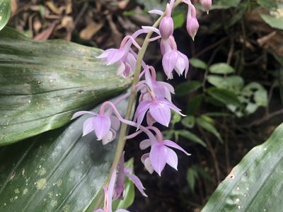 Calanthe aristulifera, photographed by 黃美滿