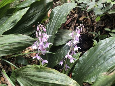 Calanthe aristulifera, photographed by 黃美滿