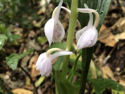 Calanthe aristulifera, photographed by 黃美滿