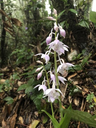 Calanthe aristulifera, photographed by 黃美滿