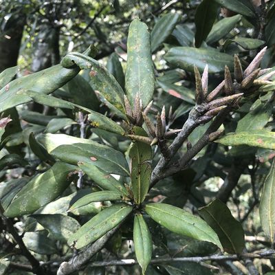 Quercus sessilifolia, photographed by 黃美滿