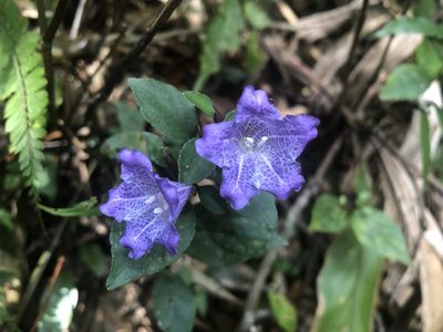 Strobilanthes rankanensis, photographed by 黃美滿