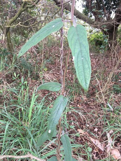 Paederia cavaleriei, photographed by Tatsutomo Chin