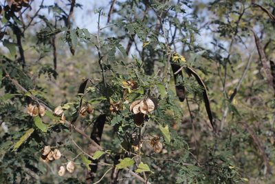 Neopringlea integrifolia, photographed by Juan Cruzado Cortés