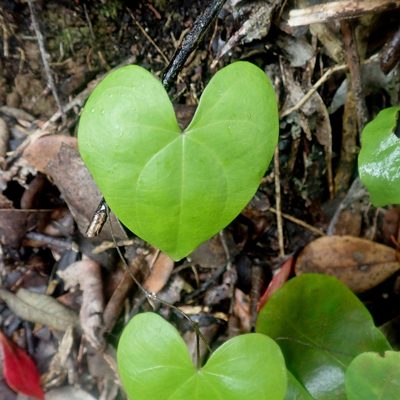 Dioscorea sylvatica, photographed by Di Turner