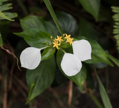 Mussaenda pubescens, photographed by portioid