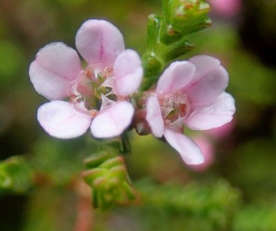 Euchaetis albertiniana, photographed by Di Turner