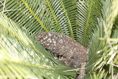 Dioon angustifolium, photographed by Juan Cruzado Cortés