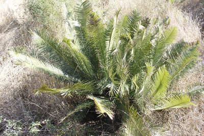 Dioon angustifolium, photographed by Juan Cruzado Cortés