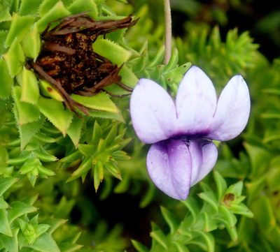 Monopsis unidentata, photographed by Di Turner