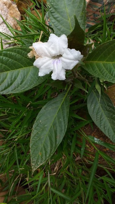 Ruellia tubiflora, photographed by Danna Lizeth Guevara Prieto