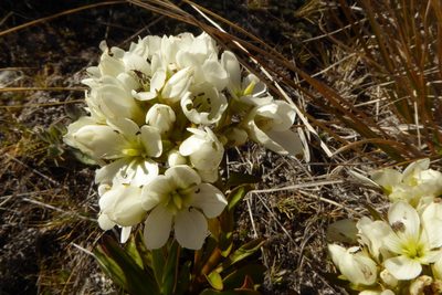 Gentianella corymbifera, photographed by Cara-Lisa Schloots
