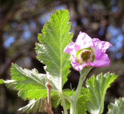 Rubus hawaiensis, photographed by Steve Wells