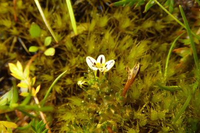 Euphrasia dyeri, photographed by Cara-Lisa Schloots