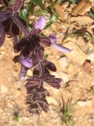 Salvia sclareoides, photographed by dbmhartley