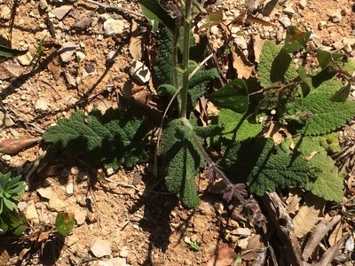 Salvia sclareoides, photographed by dbmhartley