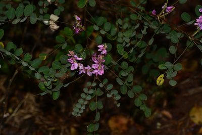 Indigofera cassioides, photographed by S.MORE