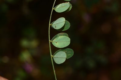 Indigofera cassioides, photographed by S.MORE