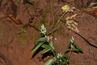Rungia pectinata, photographed by S.MORE