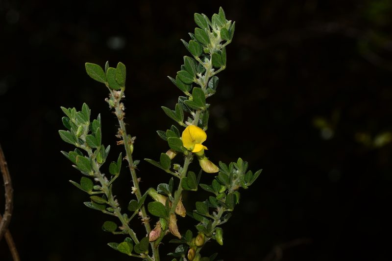 Cajanus lineatus, photographed by S.MORE