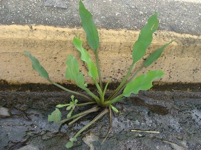 Limnocharis laforestii, photographed by Alexis López Hernández