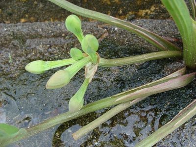 Limnocharis laforestii, photographed by Alexis López Hernández