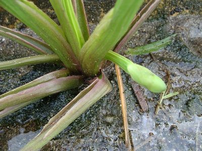 Limnocharis laforestii, photographed by Alexis López Hernández