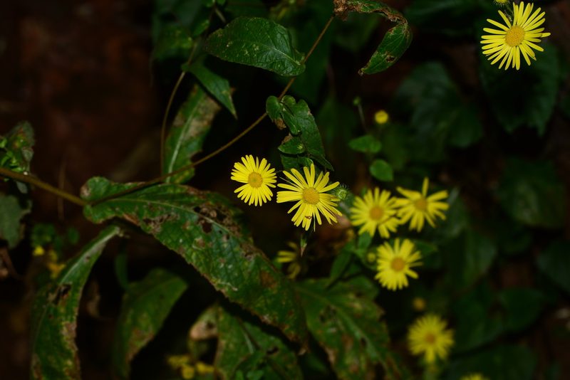 Pentanema cernuum, photographed by S.MORE