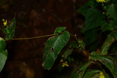Pentanema cernuum, photographed by S.MORE