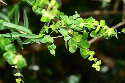 Euphorbia rothiana, photographed by S.MORE