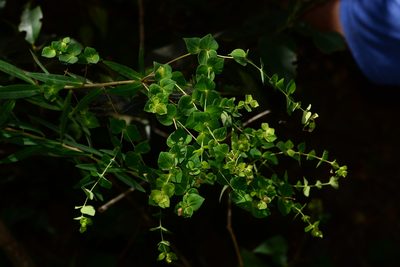 Euphorbia rothiana, photographed by S.MORE