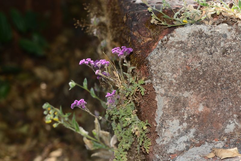 Cyathocline purpurea, photographed by S.MORE