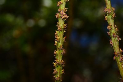 Falconeria insignis, photographed by S.MORE