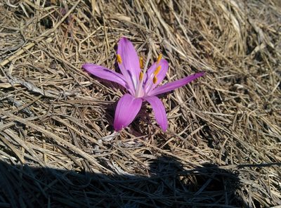 Colchicum bulbocodium, photographed by Julien Renoult
