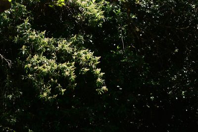 Wendlandia thyrsoidea, photographed by S.MORE