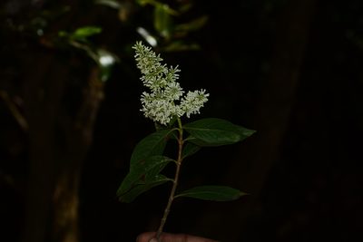 Wendlandia thyrsoidea, photographed by S.MORE