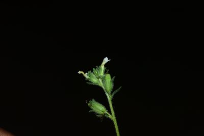 Jamesbrittenia dissecta, photographed by S.MORE