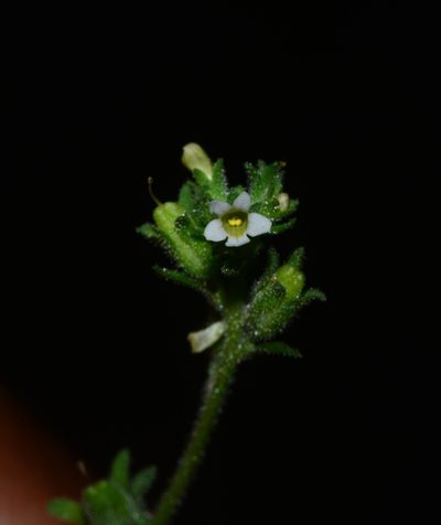 Jamesbrittenia dissecta, photographed by S.MORE